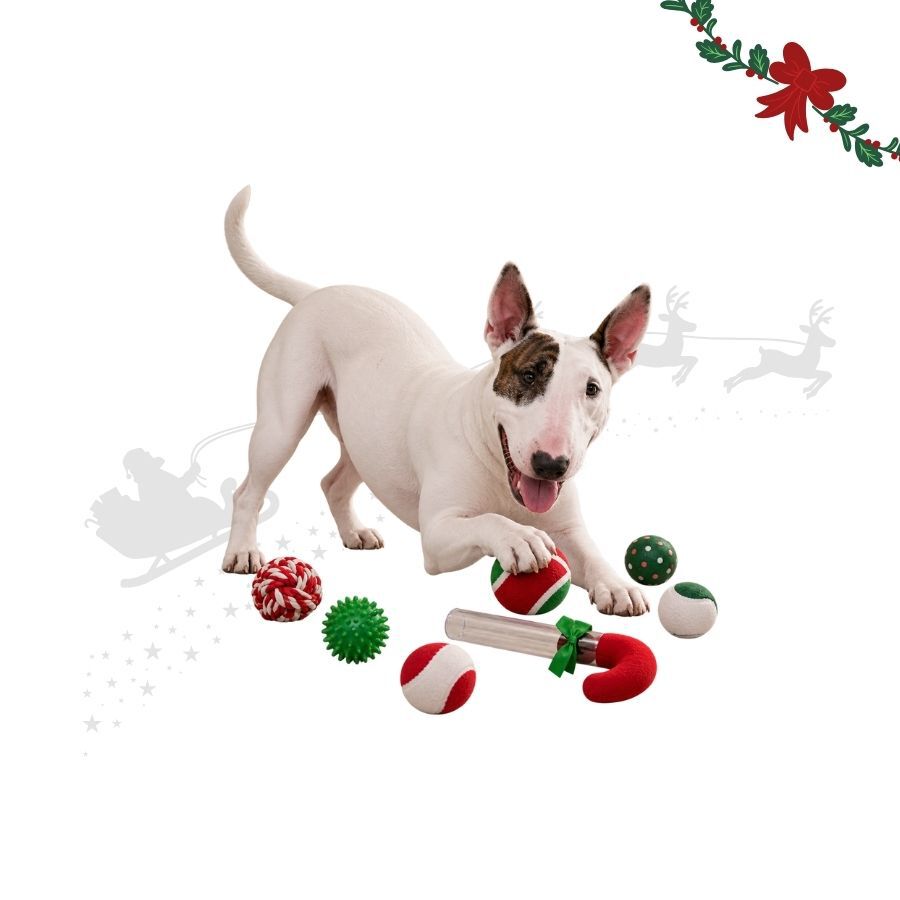 Wonder Christmas Bast&oacute;n de Caramelo Juguete para perros, , large Imagen numero 1