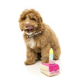 Fuzzyard tarta de cumpleaños de peluche para perros, , large image number null