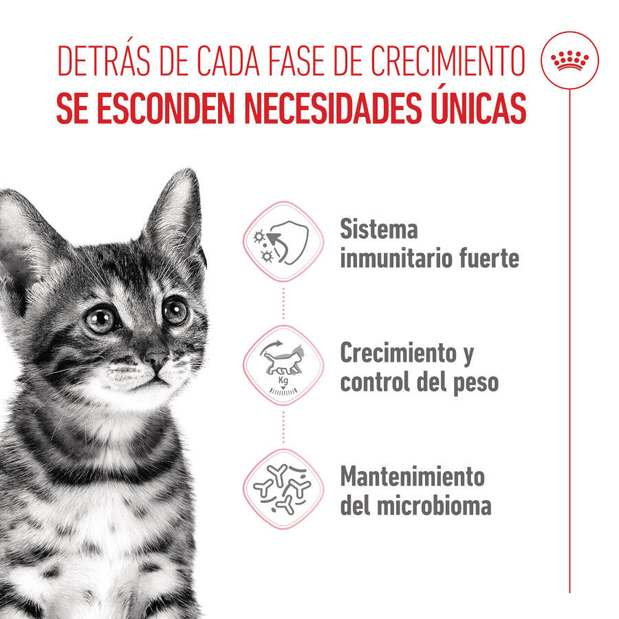 Royal Canin Kitten Sterilised pienso para gatos thumbnail