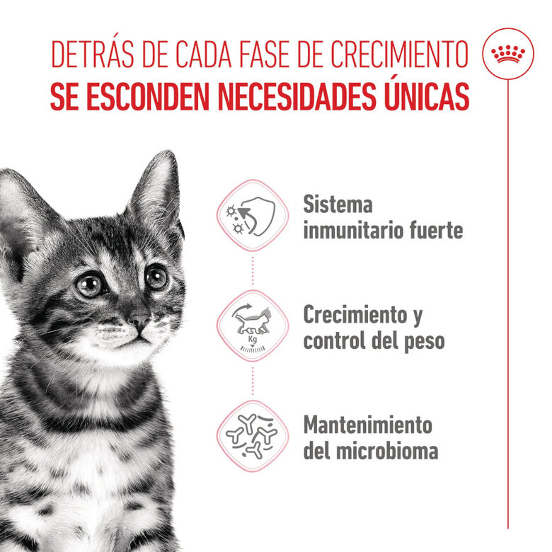 3.5 kg Royal Canin Kitten Sterilised pienso para gatos,  Imagen numero 3 3.5 kg Royal Canin Kitten Sterilised pienso para gatos, , large Imagen numero 3