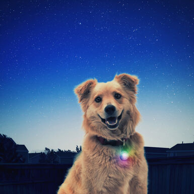 Nite Ize SpotLit Colgante Led para perros