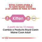 Royal Canin Kitten Maine Coon pienso para gatos, , large image number null