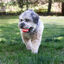 Kong Signature Ball 2-PK pelotas para perros, , large indicador imagen numero 3