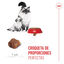 10 kg Royal Canin Mother & Babycat pienso para gatos, , large indicador imagen numero 5
