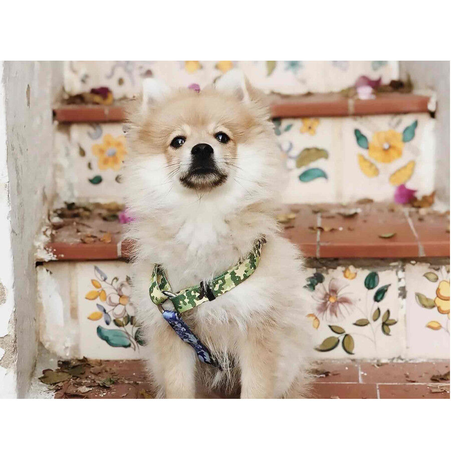 Dukier Camo Cl&aacute;sico Arn&eacute;s Estampado Camuflaje para perros, , large Imagen numero 4