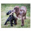 Nylabone Extreme Chew Pollo Hueso Mordedor para perros, , large indicador imagen numero 4