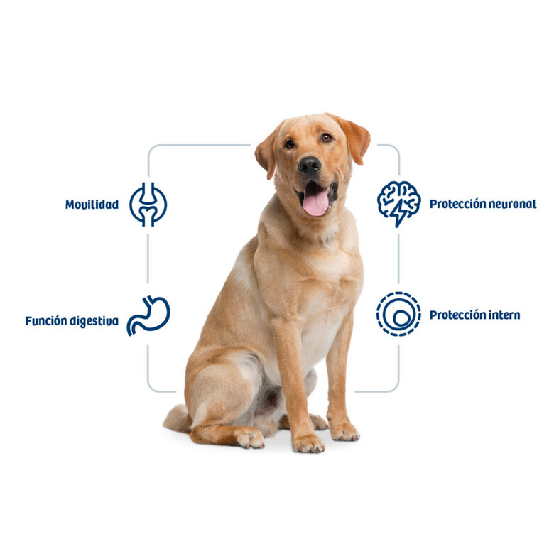 12 kg Nath Adult Maxi Pollo pienso para perros,  Imagen numero 2 12 kg Nath Adult Maxi Pollo pienso para perros, , large Imagen numero 2