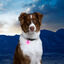 Nite Ize PetLit Luz Led Rosa para Collar para perros, , large indicador imagen numero 2
