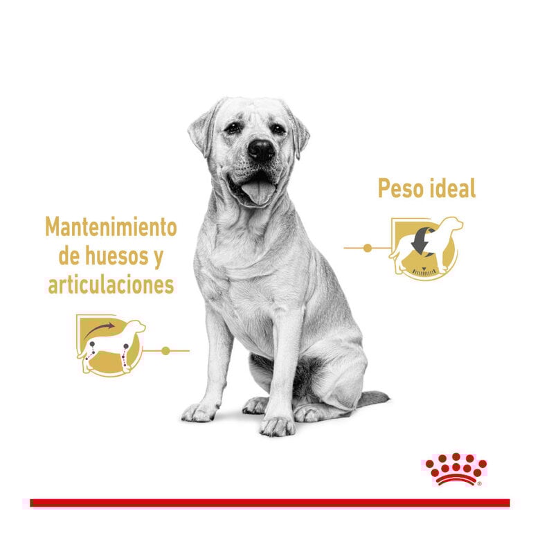 140 g Royal Canin Labrador Sobres para perros,  Imagen numero 4 140 g Royal Canin Labrador Sobres para perros, , large Imagen numero 4