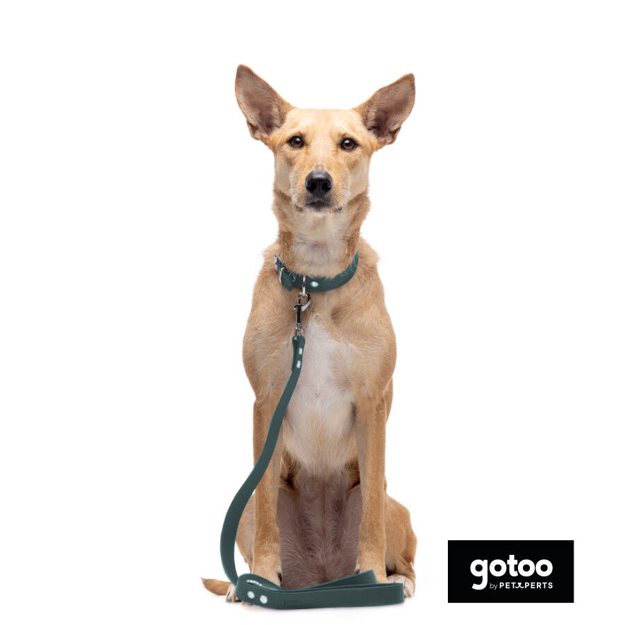 Gotoo Correa Biothane verde para perros, , large Imagen numero 4