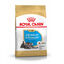 Royal Canin Puppy Miniature Schnauzer pienso para perros, , large indicador imagen numero 3