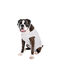 Flamingo Body Gris para perros, , large indicador imagen numero 2