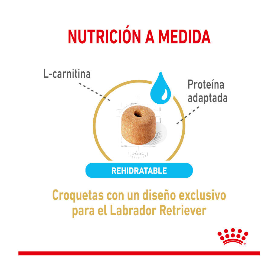 Royal Canin Adult 5+ Labrador pienso para perros thumbnail