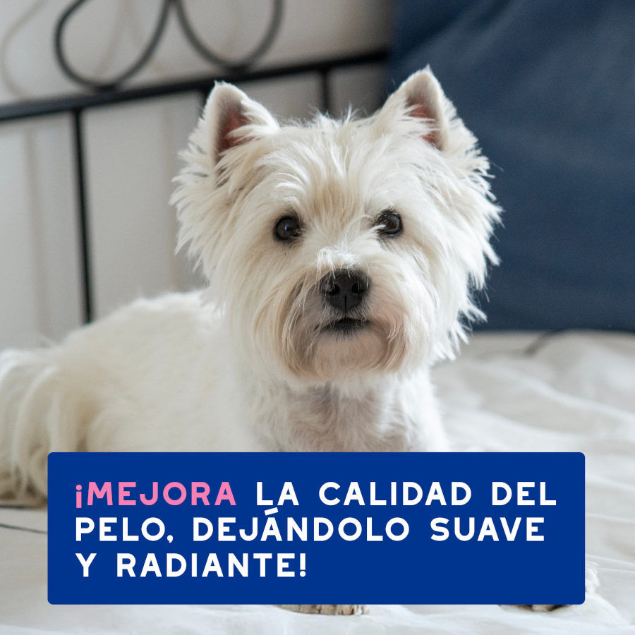 Ceva Douxo Spa Champú Alivia para perros thumbnail