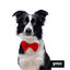 Gotoo Pajarita roja para perros, , large indicador imagen numero 3
