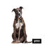 Gotoo Collar estampado leopardo para perros, , large indicador imagen numero 5