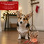 1 ud. Wonder Christmas Galleta Reno Navideña para perros, , large indicador imagen numero 4