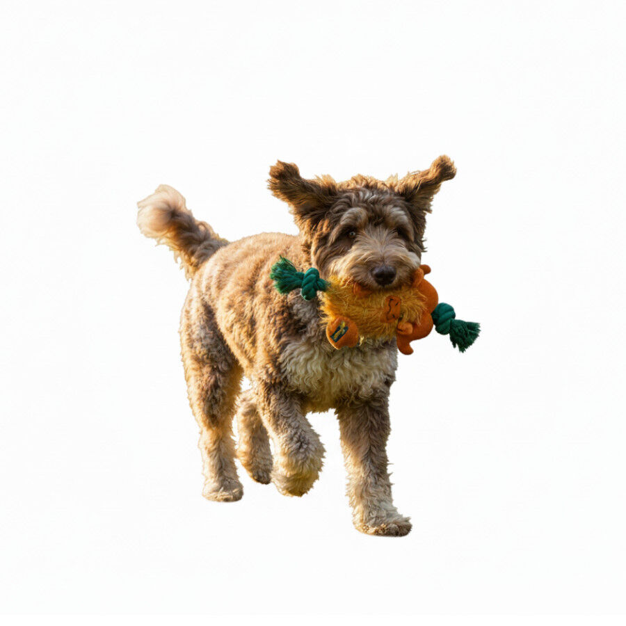 All For Paws Safari Big Foot Buffalo con Cuerda Juguete para perros , , large Imagen numero 3