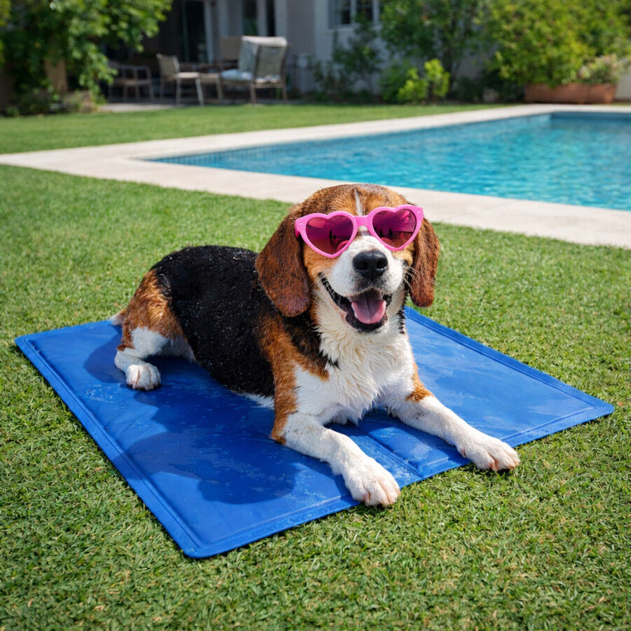 Summer Vibes Manta Refrescante Azul para perros, , large Imagen numero 1