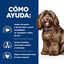 Hill's Prescription Diet Ageing and Alertness Care b/d Pollo pienso para perros, , large indicador imagen numero 4