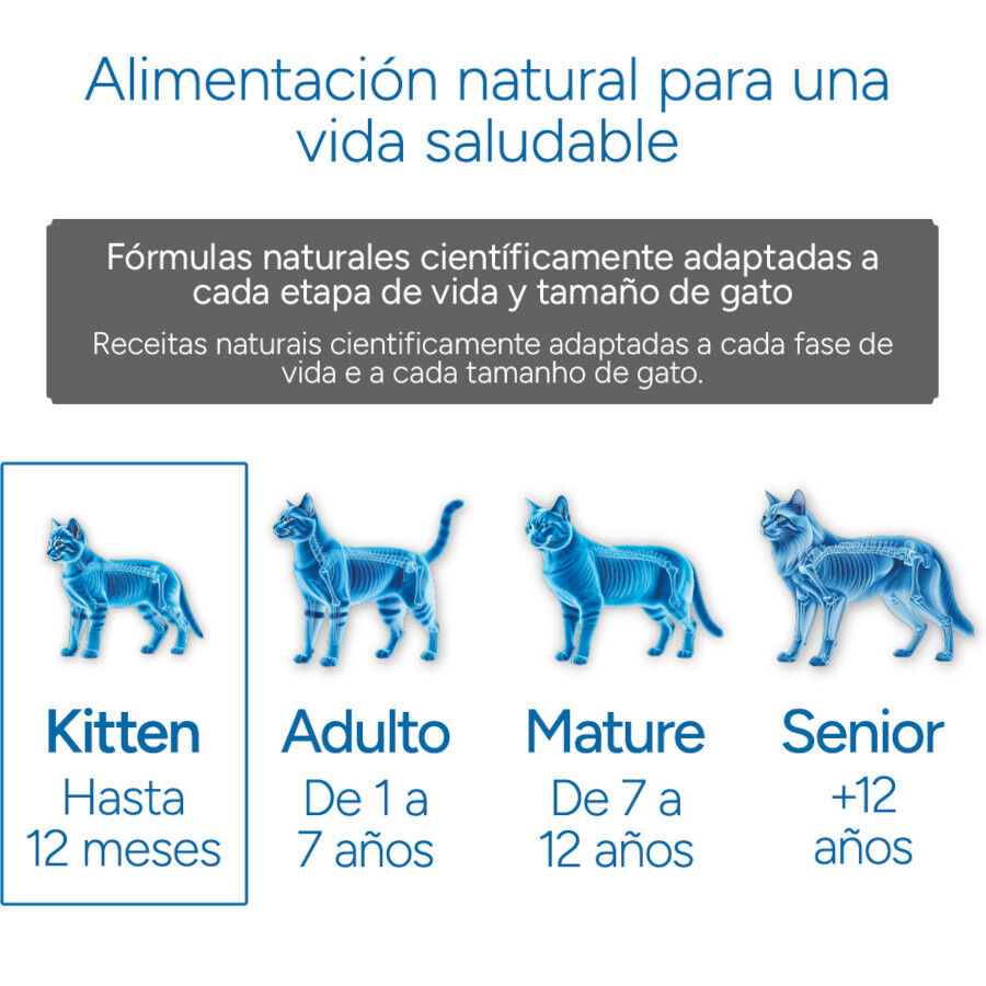 Criadores Científico Kitten pollo pienso para gatitos thumbnail