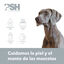 PSH Seborrhea Specific Champú Espuma para perros, , large indicador imagen numero 2