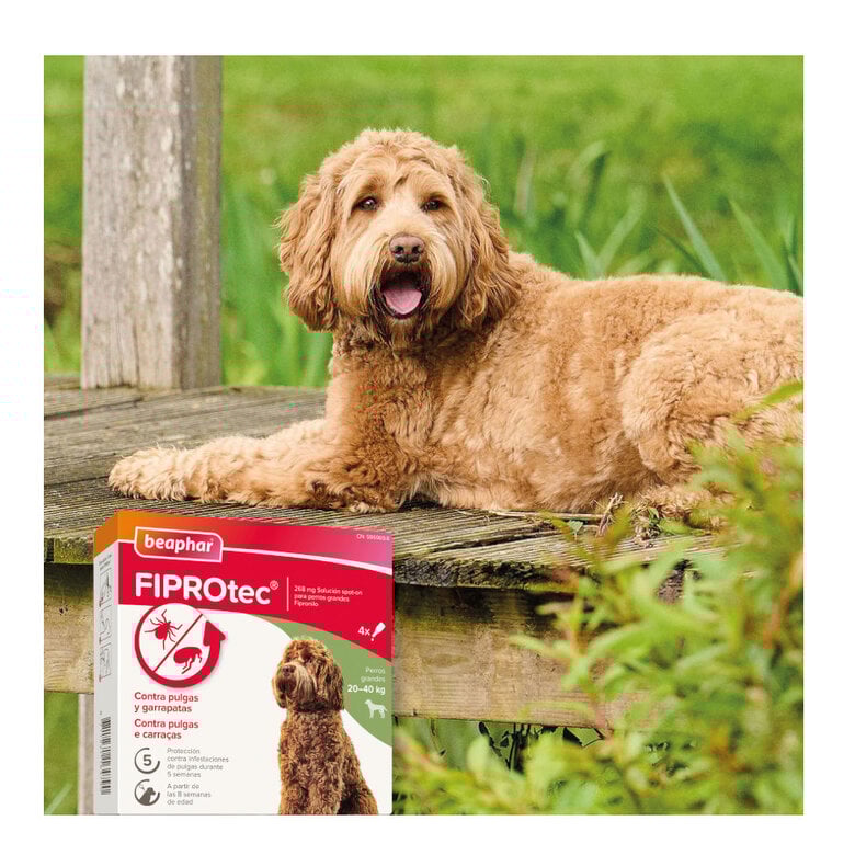 Beaphar FiproTec Pipetas para perros,  Imagen numero 8 Beaphar FiproTec Pipetas para perros, , large Imagen numero 8