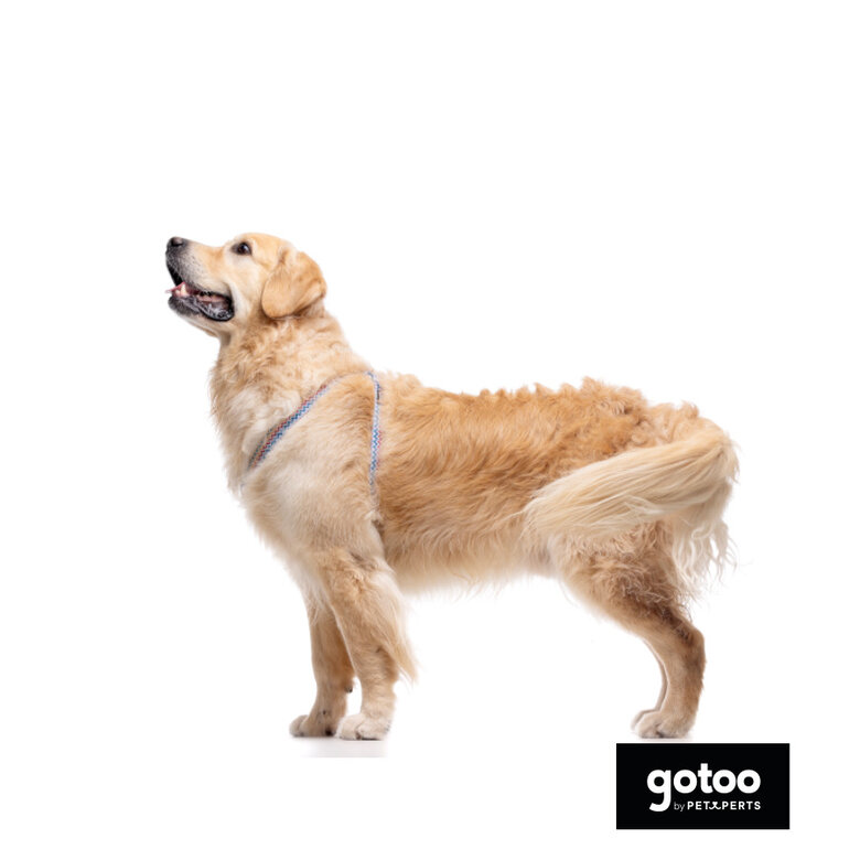 Gotoo Arnés rayas zig- zag para perros,  Imagen numero 4 Gotoo Arnés rayas zig- zag para perros, , large Imagen numero 4