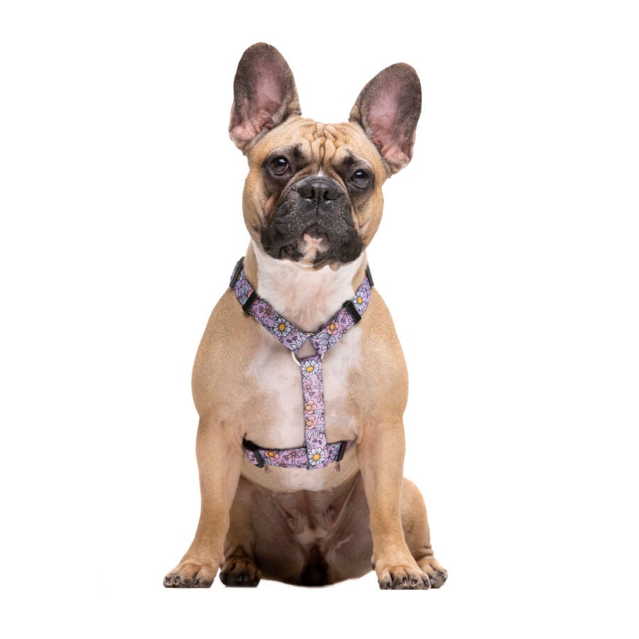 Dukier Flower Power Arn&eacute;s Cl&aacute;sico para perros, , large Imagen numero 2