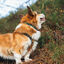 Non-stop Dogwear Collar Turquesa y Roble para perros, , large indicador imagen numero 2