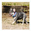 Freedog Cool Pro Tech Collar Refrescante Fucsia Deportivo para perros, , large indicador imagen numero 9