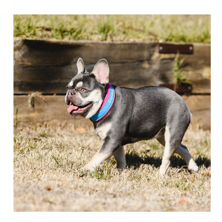Freedog Cool Pro Tech Collar Refrescante Fucsia Deportivo para perros thumbnail