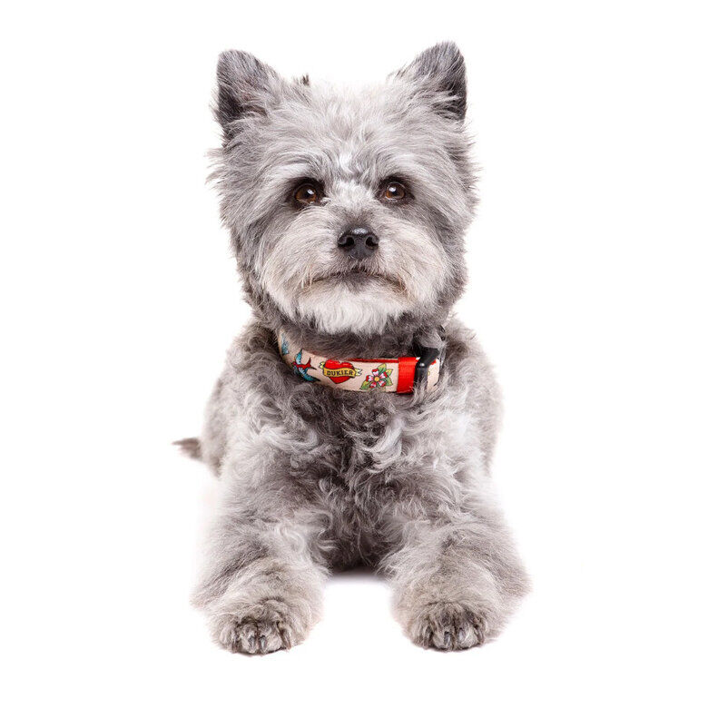 Dukier Collar Estampado Tattoo para perros thumbnail