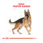 11 kg Royal Canin Adult Pastor Alemán pienso para perros, , large indicador imagen numero 4