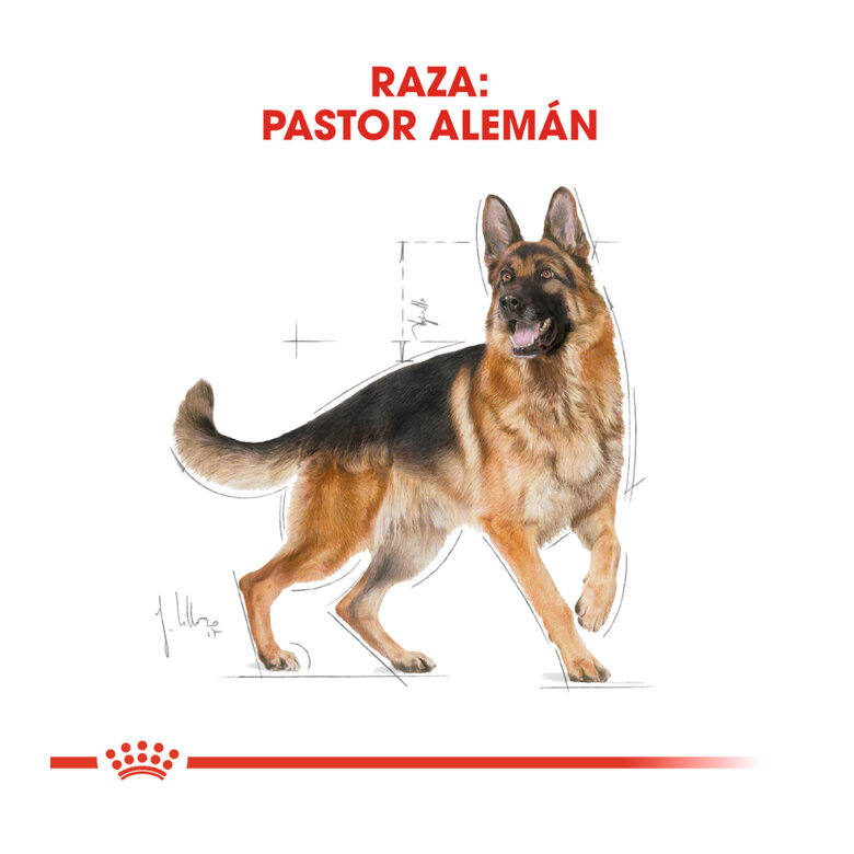 11 kg Royal Canin Adult Pastor Alemán pienso para perros,  Imagen numero 4 11 kg Royal Canin Adult Pastor Alemán pienso para perros, , large Imagen numero 4