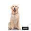 Gotoo Collar estampado rayas zig-zag para perros, , large indicador imagen numero 4