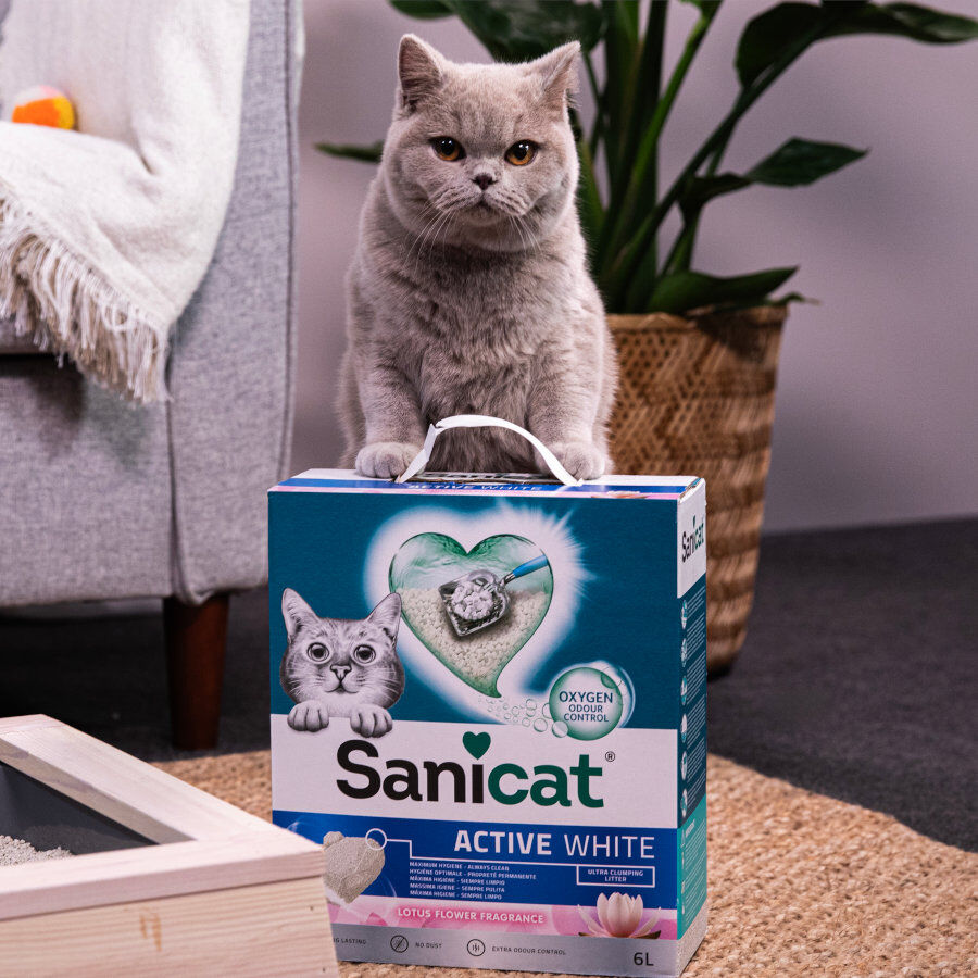 Sanicat Active Lotus Arena Aglomerante para gatos thumbnail