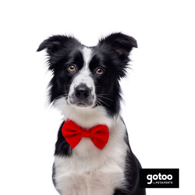 Gotoo Pajarita roja para perros