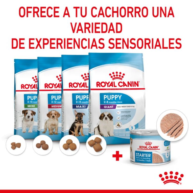 Royal Canin Starter Mommy &amp; Baby mousse latas para perros thumbnail