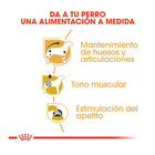 Royal Canin Sobre Paté para Teckel, , large image number null
