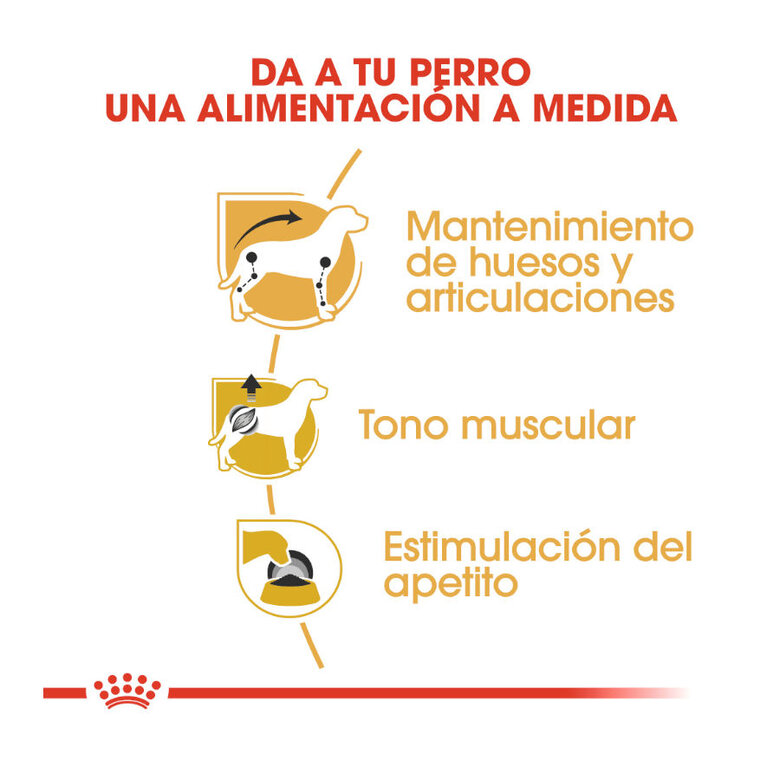 85 g Royal Canin Adult Teckel paté en sobre para perros,  Imagen numero 6 85 g Royal Canin Adult Teckel paté en sobre para perros, , large Imagen numero 6