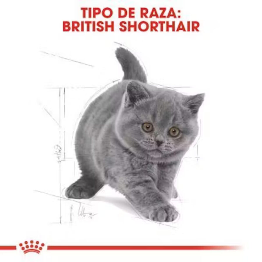 Royal Canin British Shorthair Kitten pienso para gatos thumbnail