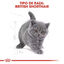 10 kg Royal Canin British Shorthair Kitten pienso para gatos, , large indicador imagen numero 6