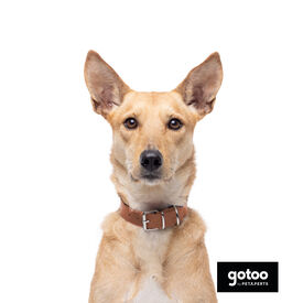 Gotoo Collar Biothane marrón para perros