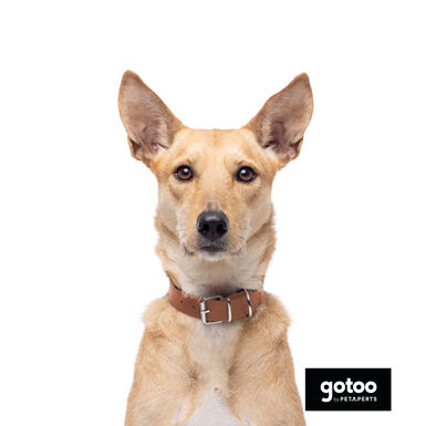 Gotoo Collar Biothane marrón para perros