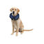 Karlie PetCare Collar Isabelino Inflable para perros, , large indicador imagen numero 4