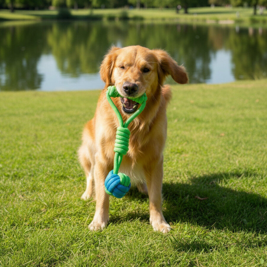 Tootoy! Modedor para Tirar de Cuerda con Pelota Verde y Azul para perros, , large Imagen numero 1