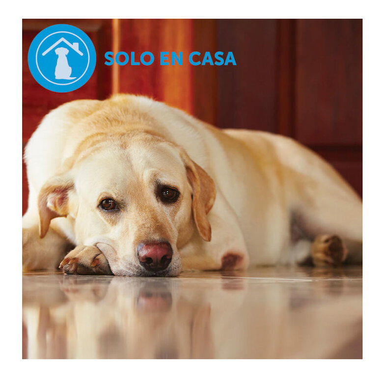 Adaptil Difusor y Recambio Tranquilizante para perros, , large image number null