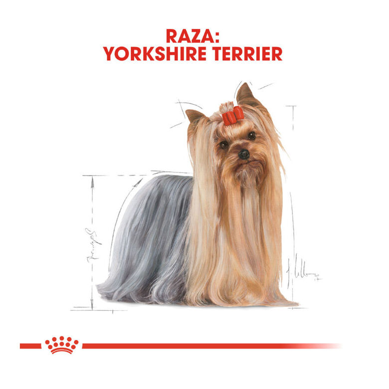 Royal Canin Yorkshire Terrier sobre para perros thumbnail