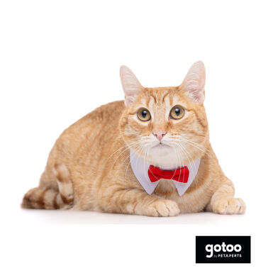 Gotoo Pajarita roja para gatos